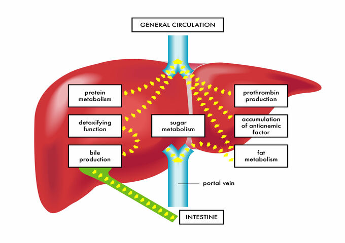 What does your liver do for your body?